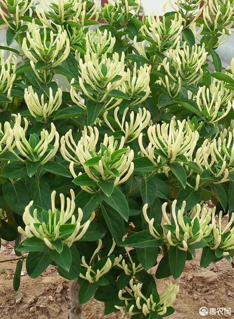 四季金银花苗 北花一号 红银花树型爬藤观赏药用 签订回收合