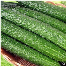 新鲜黄瓜净重批发5斤
