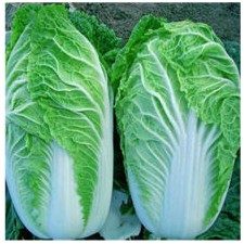 丹江口大白菜新鲜大白菜